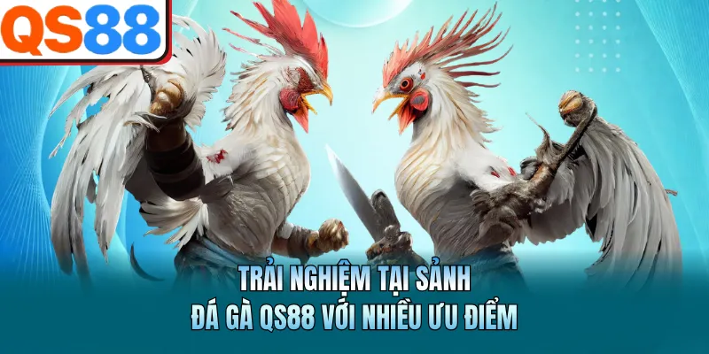 Trải nghiệm tại sảnh đá gà QS88 với nhiều ưu điểm